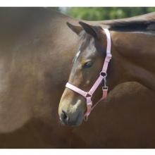 Busse Halfter YOUNG Fohlen rosy Bild 1
