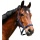 Kerbl Halfter Nylon-Halfter Classic Blau Bild 1