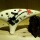 12 Lcher Alto C Keramische Ocarina Flte Bild 3
