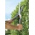 Gardena 397-20 Classic Heckenschere 510 FSC pure 284