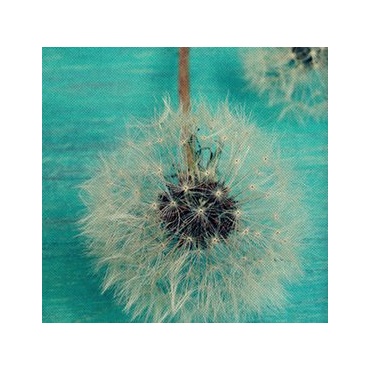 causable Kindle Hlle Cover mit Three Wishes Design Bild 1