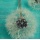 causable Kindle Hlle Cover mit Three Wishes Design Bild 1