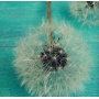 causable Kindle Hlle Cover mit Three Wishes Design Bild 1