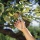 Gardena 8702-20 Premium Gartenschere BP 50 Bild 2