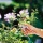 Gardena 8702-20 Premium Gartenschere BP 50 Bild 4