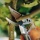 Gardena 8702-20 Premium Gartenschere BP 50 Bild 5