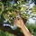 Gardena 8701-20 Premium Gartenschere BP 30 Bild 2