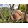 Gardena 8701-20 Premium Gartenschere BP 30 Bild 3