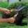 WOLF-Garten 7424080 Buchsbaumschere HS-B + Vielzweckschere RA-X Bild 1