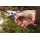 Connex FLOR70202 Amboss-Gartenschere Design, 170 mm, alu Bild 3