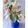 Durstkugeln 4 Stck Bewsserungskugeln 8 cm Durstkugel Pflanzensitter DKGR Bild 1