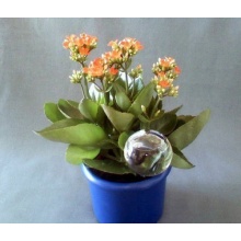Durstkugeln 4 Stck Bewsserungskugeln 6 cm Durstkugel Pflanzensitter DKKL Bild 1