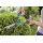 Gardena Comfort Buchsschere - 0399 427