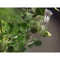Durstkugel / Bewsserungskugel,8 Stck. Rillenglas Olive, mundgebl. Lauscha Bild 1