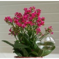 Blumendurstkugel aus Glas 5er Set d9cm mundgeblasen handgeformt Lauschaer Glas Bild 1