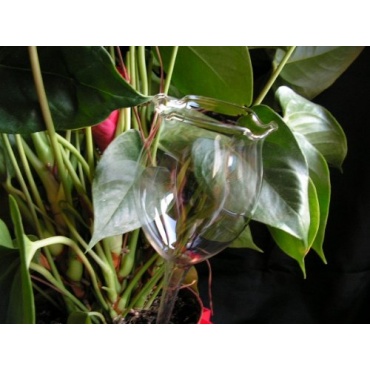 3 Stck Durstkugel / Bewsserungskugel glasklar, . 7cm, mundgeblasen Lauscha Bild 1