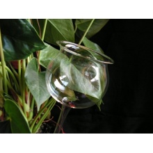 3 Stck Durstkugeln / Bewsserungskugel glasklar, ca. 8cm, Lauscha. Bild 1