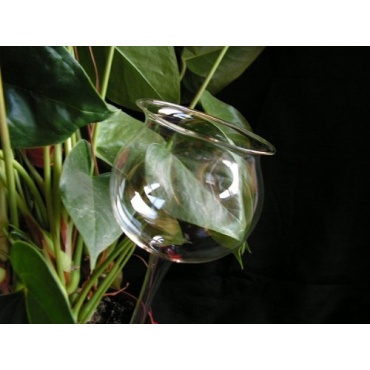 3 Stck Durstkugeln / Bewsserungskugel glasklar, ca. 8cm, Lauscha. Bild 1
