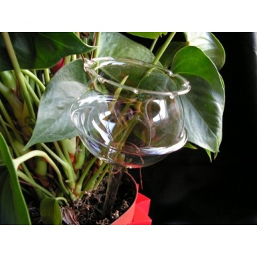 3 Stck Durstkugeln / Bewsserungskugeln glasklar, 8cm, mundgeblasen Lauscha Bild 1