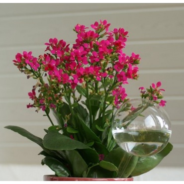 Blumendurstkugel aus Glas 5er Set d5cm mundgeblasen handgeformt Lauschaer Glas Bild 1