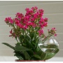Blumendurstkugel aus Glas 5er Set d8cm mundgeblasen handgeformt Lauschaer Glas Bild 1