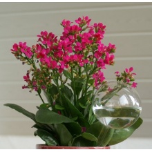 Blumendurstkugel aus Glas 5er Set 5/6/7cm mundgeblasen handgeformt Lauschaer Glas Bild 1