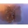 HLS 1 x 30 LED Unterwasserbeleuchtung Silberdraht Bild 2