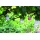 Esotec Solar Hngeleuchten 3-er Set Crystall Color Bild 2