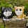 Solar-Katzen 2er-Set Bild 1