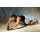 Bauchtrainer Duo Wheel von Everlast Bild 4