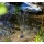Esotec Solar Teichpumpe 2 Watt Solarmodul 175 l/h Bild 4