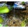 Esotec Solar Teichpumpe 2 Watt Solarmodul 175 l/h Bild 5