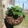 Landhaus Blumenampel aus Gusseisen und Kokos  25cm Bild 4