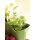 Dreistckige Blumenampel oder Pflanzpyramide Bild 5