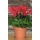 Blumentopf rund d 40 cm h 29,5 cm inkl. Untersetzer Bild 4
