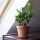 Blumentopf rund d 15 cm h 12,5 cm inkl. Untersetzer Bild 5