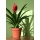 Blumentopf rund d 34 cm h 27 cm inkl. Untersetzer Bild 5