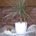weisser 1 Liter Blumentopf  120 mm Bild 2