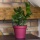 Blumentopf 0,6 Liter Hhe: 10 cm bertopf Kunststoff Bild 3