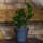 0,6 Liter Blumentopf schwarz Hhe 10 cm bertopf Bild 3