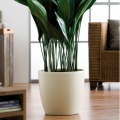 Elho Blumentopf Brussel Elfenbein inklusive Rollen Bild 1