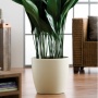 Elho Blumentopf Brussel Elfenbein inklusive Rollen Bild 1