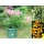 Blumentopf rund d 25 cm h 21 cm inkl. Untersetzer Bild 4