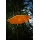 Sonnenfnger 6 - Eck 20cm Scheibe mit Gravur Bild 6