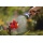 Gardena 8154-20 Premium Regulier-Spritzbrause Bild 1