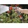 Gardena 8120-20 Classic Impuls-Brause Bild 2
