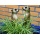 Dekofigur Erdmnnchen Max und Moritz  Bild 2