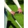 Skil Handmher 0721 AA 30 cm,Handrasenmher Bild 4