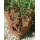 Edelrost Feuerkorb Drache viereck mit Ascheablass 65cm FA10187 Bild 4