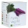 Kit Flippiges Gemse von Plant Theatre,Anzuchtset  Bild 4